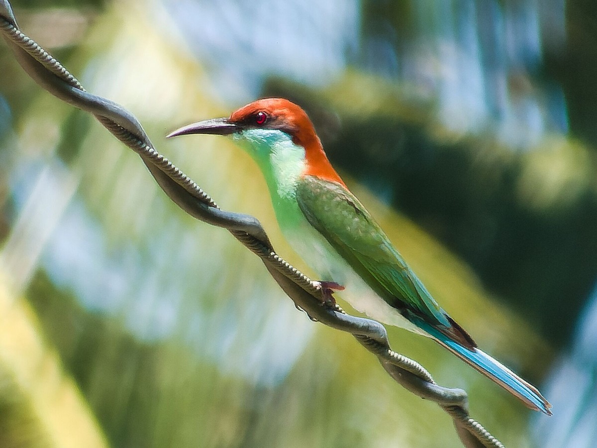 Rufous-crowned Bee-eater - ML619690413