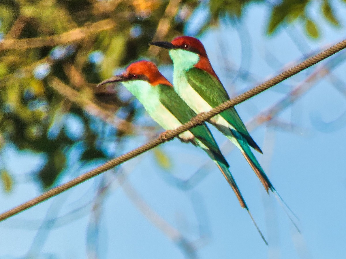 Rufous-crowned Bee-eater - ML619690414