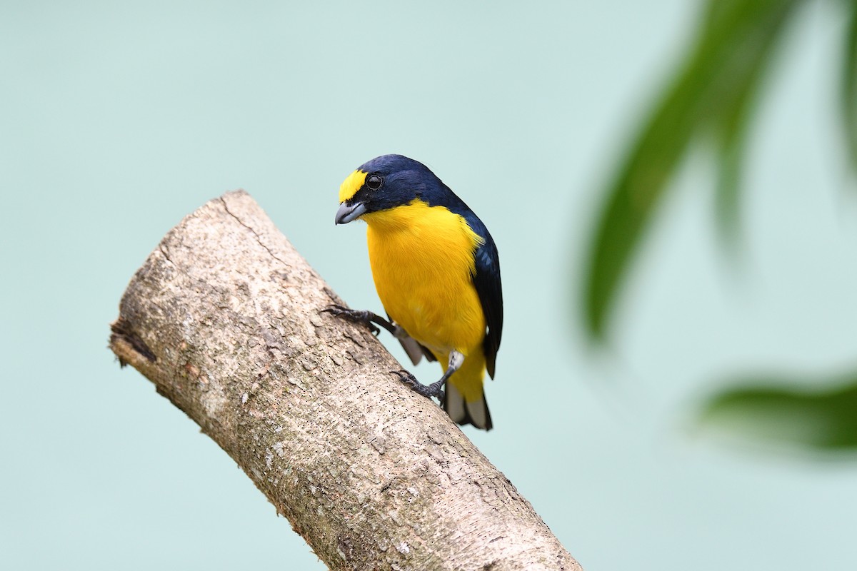 Yellow-throated Euphonia - ML619690435