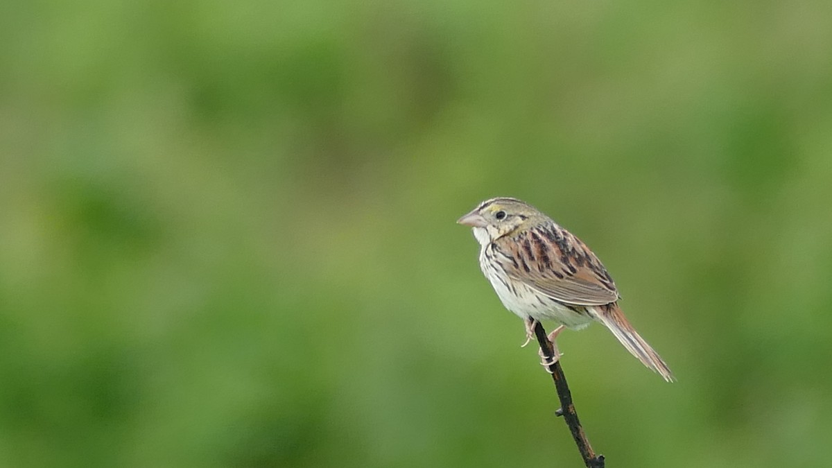 Henslow's Sparrow - ML619690437