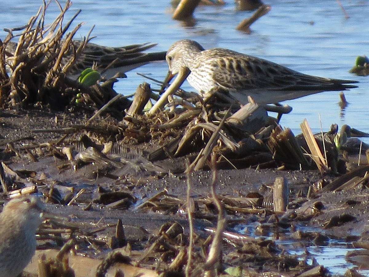 White-rumped Sandpiper - Lisa Hoffman