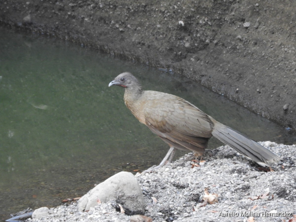 Plain Chachalaca - ML619690473