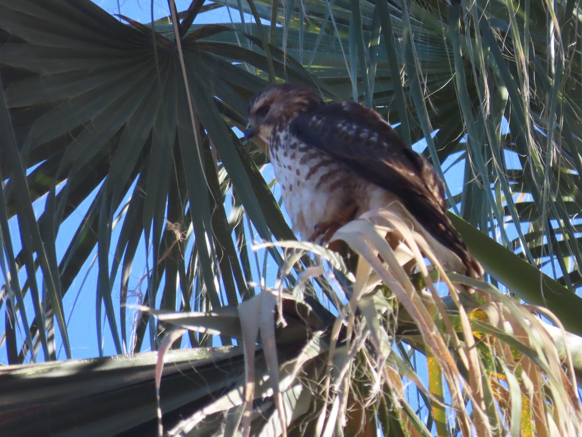 Broad-winged Hawk - ML619690506