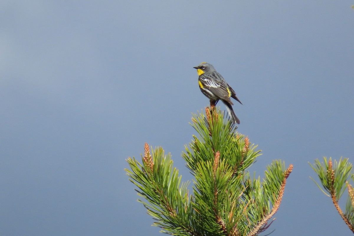 Yellow-rumped Warbler (Audubon's) - ML619690544