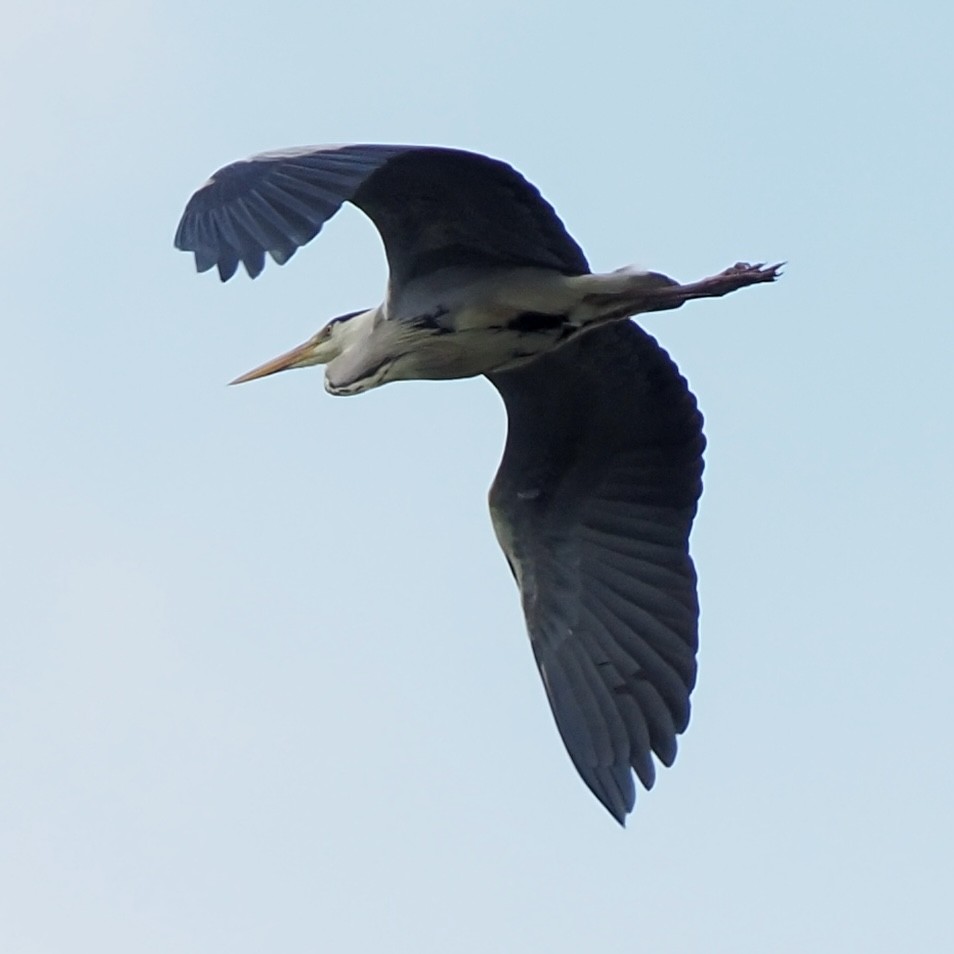 Gray Heron - ML619690576