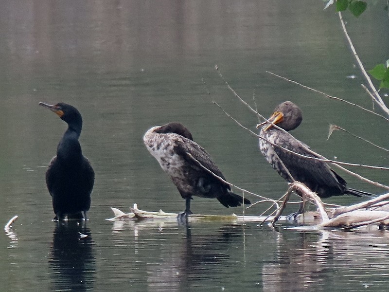 Double-crested Cormorant - ML619690612