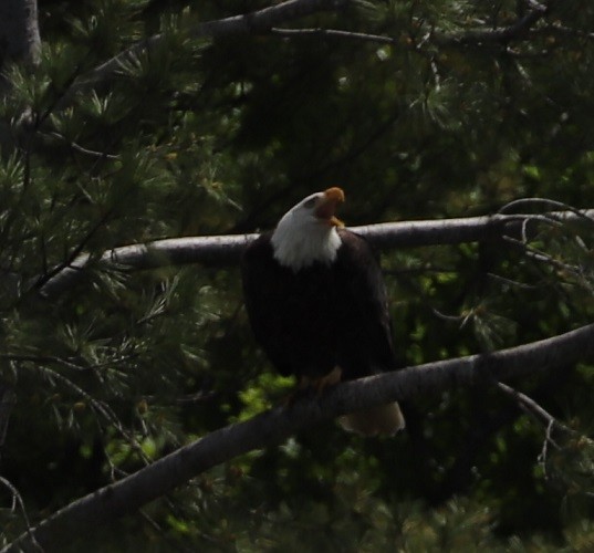 Bald Eagle - ML619690650