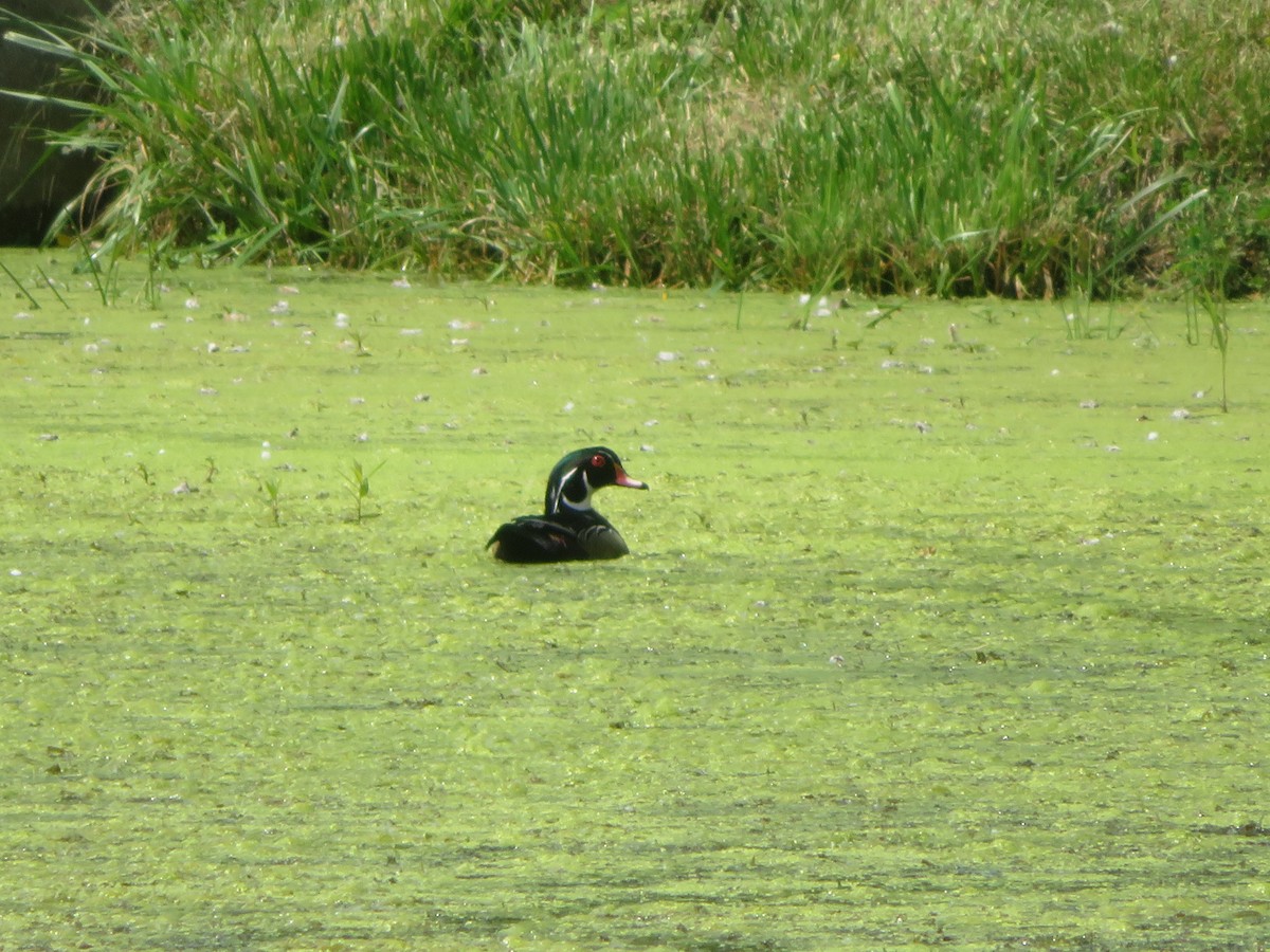 Wood Duck - ML619690664