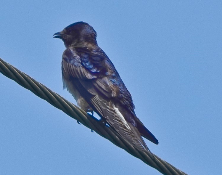 Golondrina Caribeña - ML619690707