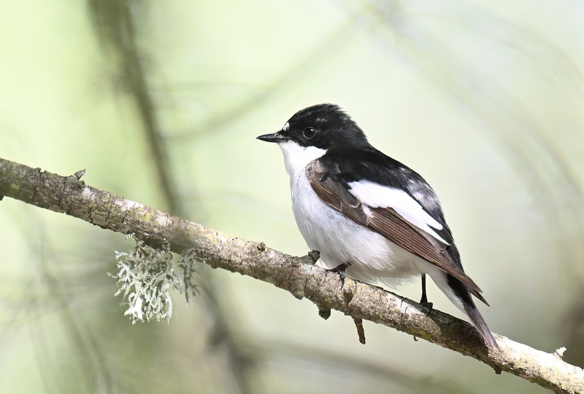 European Pied Flycatcher - ML619690713