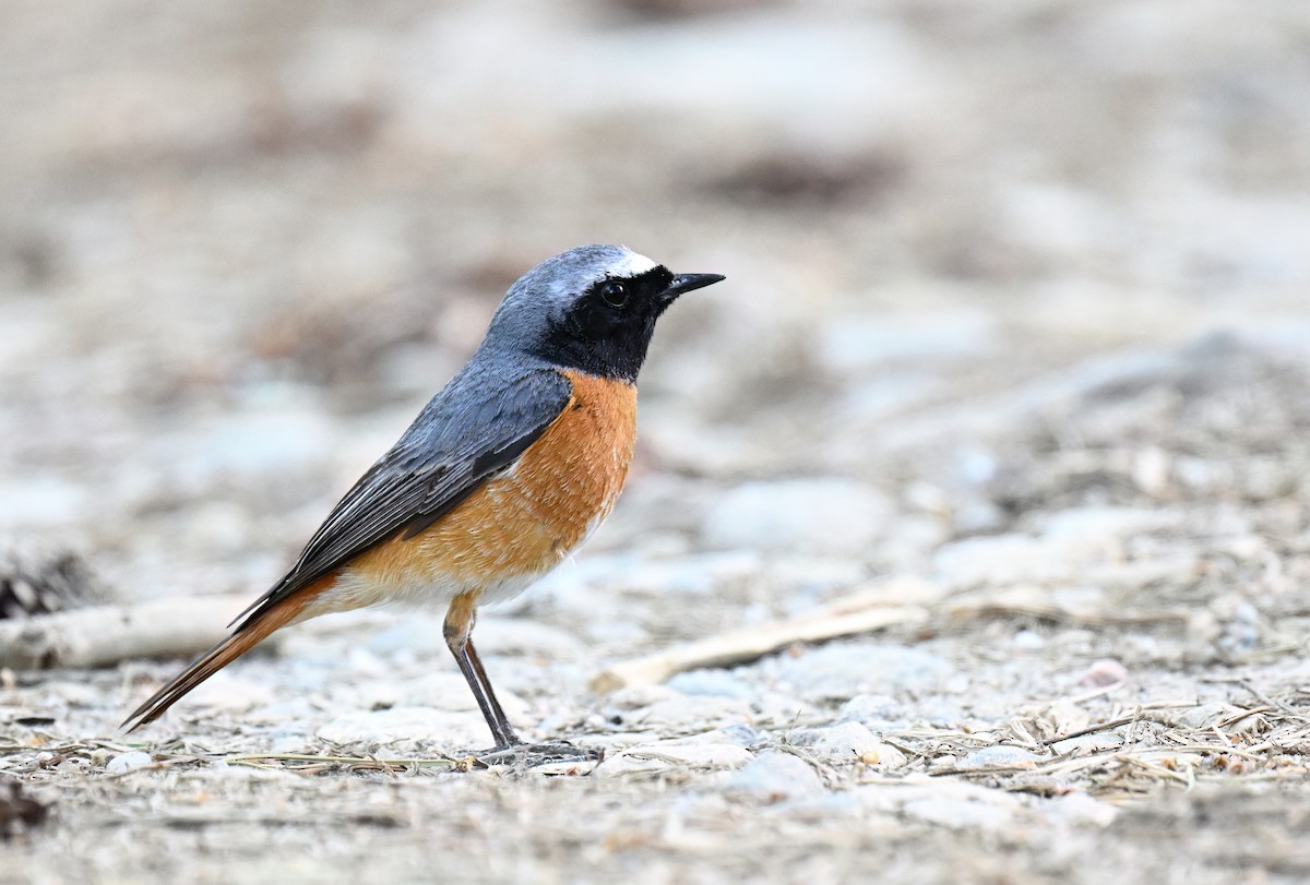 Common Redstart - ML619690725