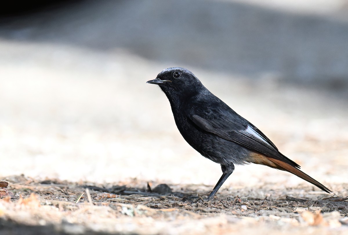 Black Redstart - ML619690731