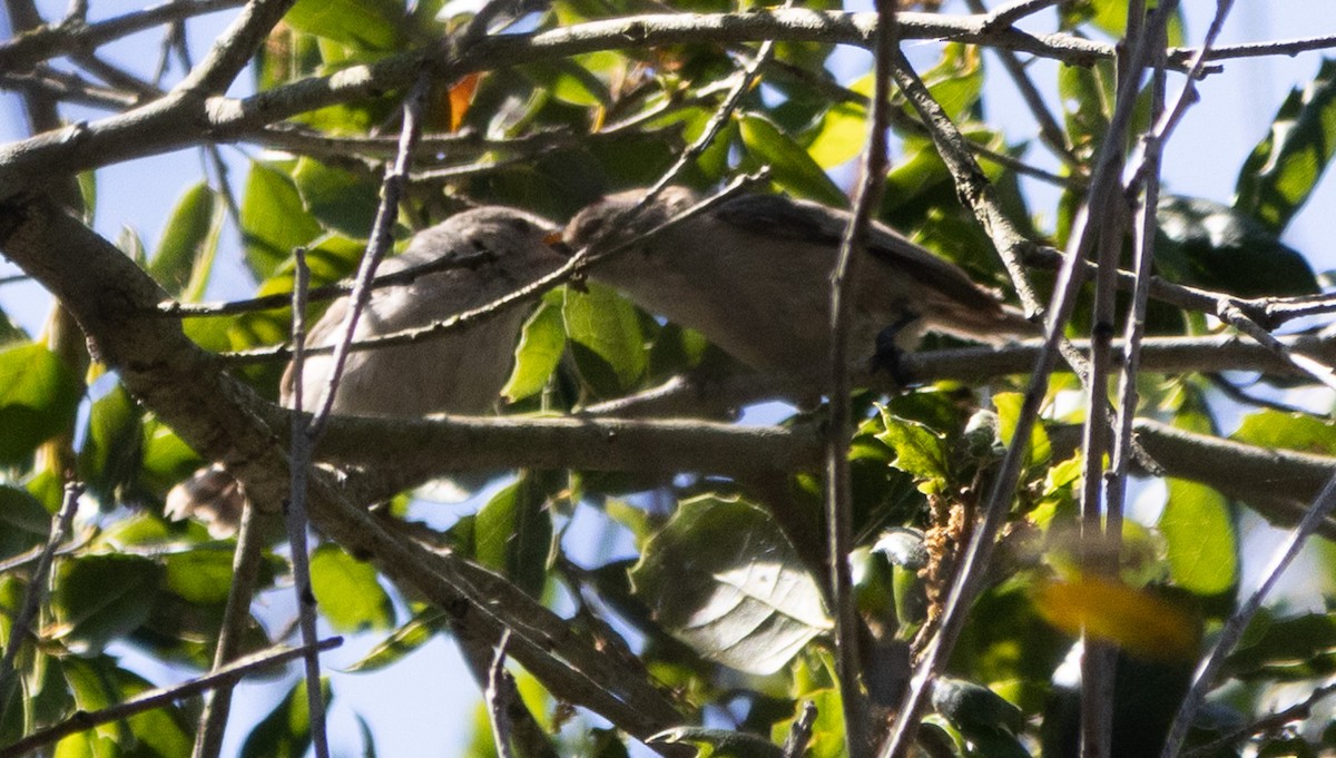 Bushtit - ML619690738