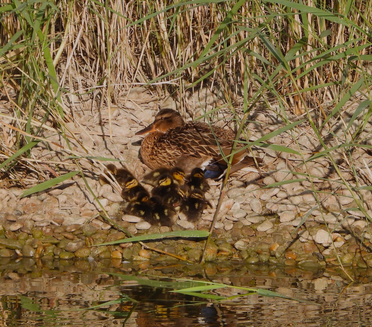 Mallard - ML619690769