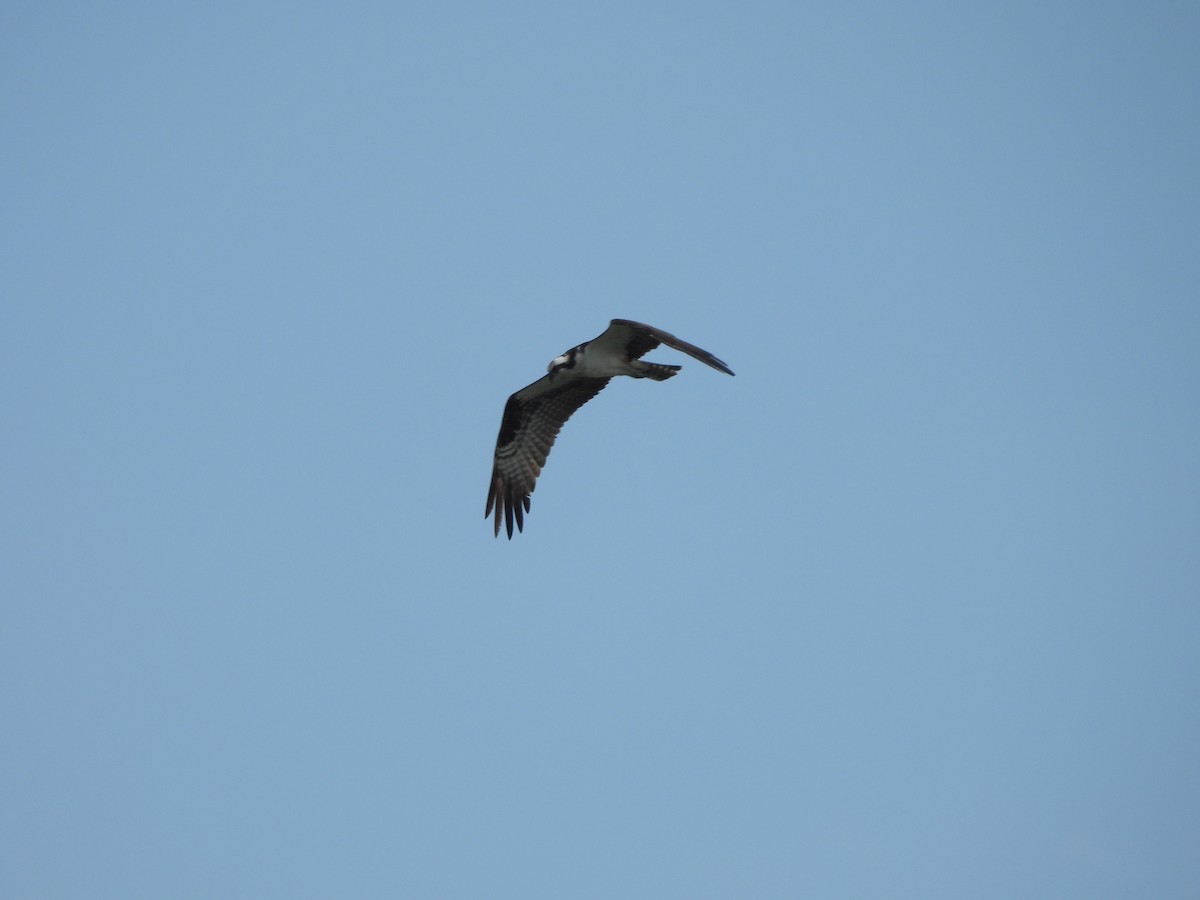 Osprey (carolinensis) - ML619690774