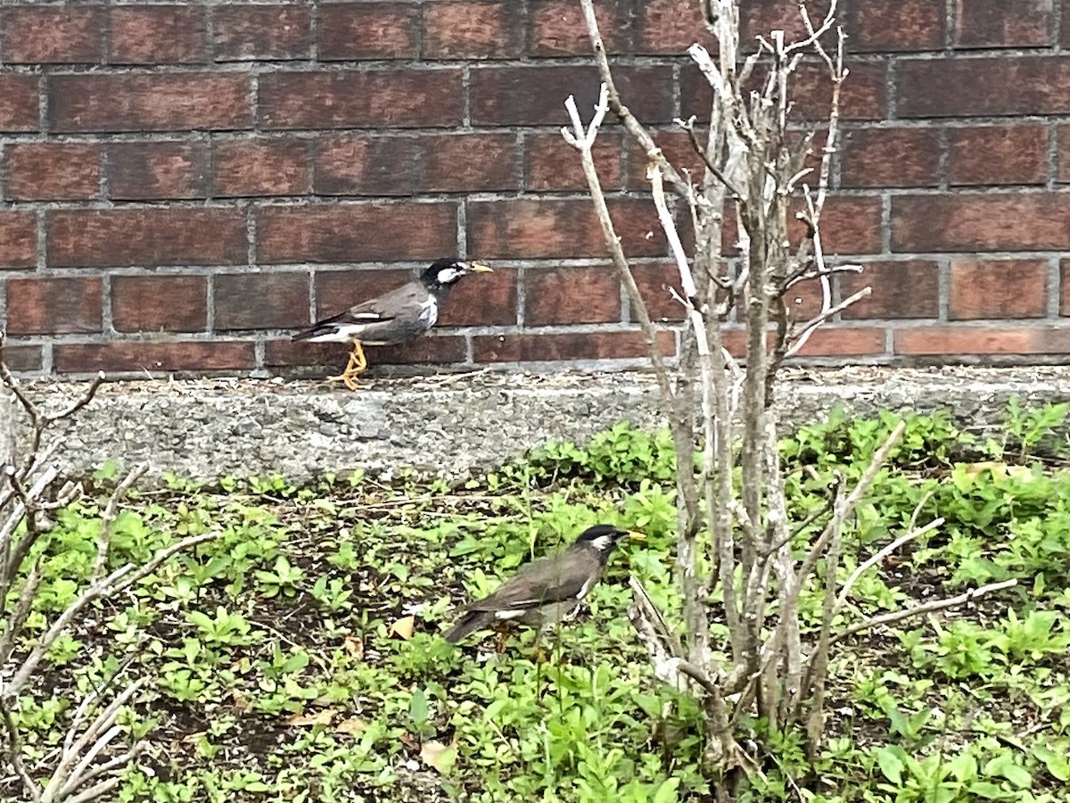 White-cheeked Starling - ML619690784