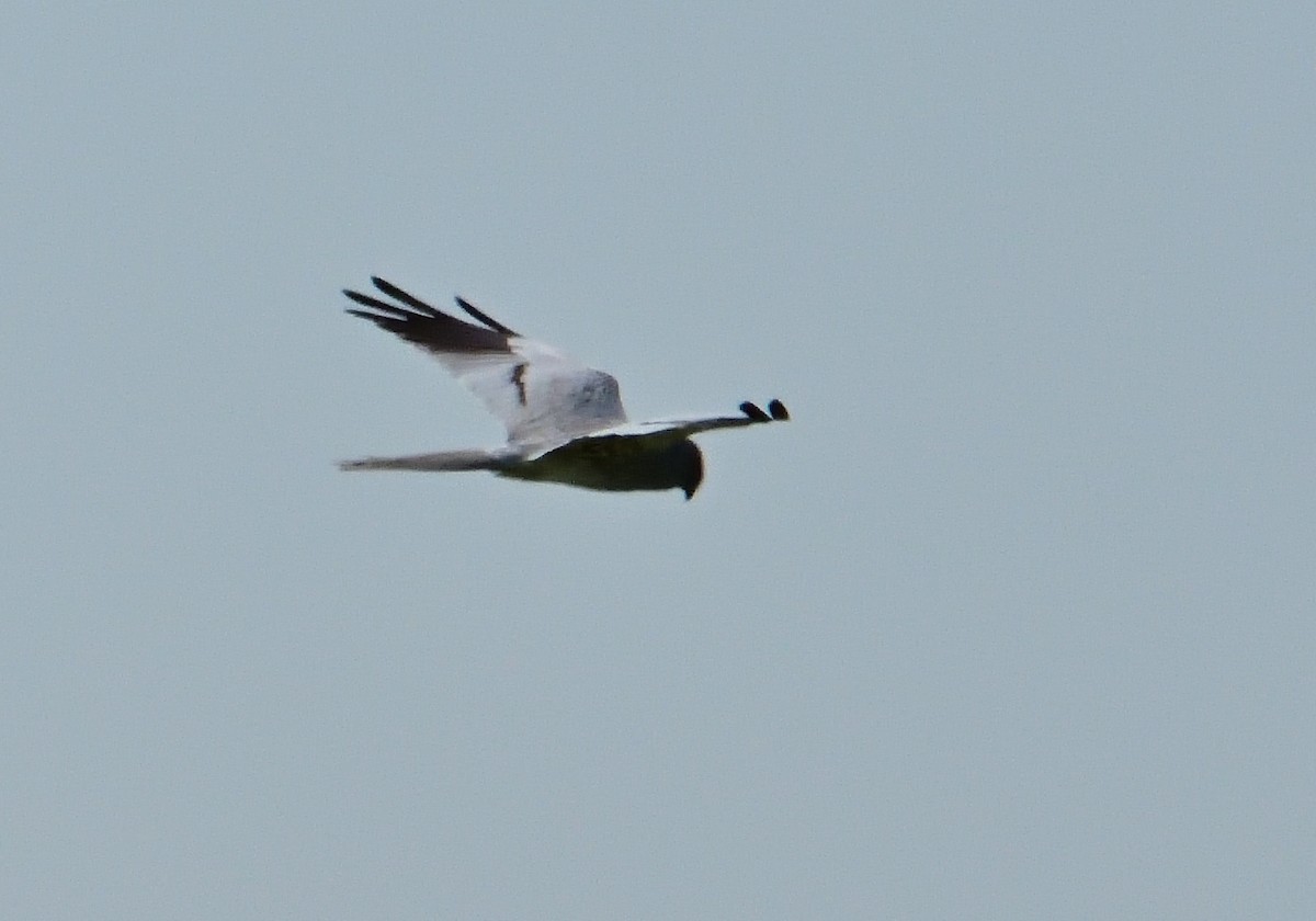 Montagu's Harrier - ML619690804