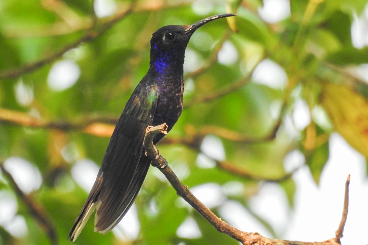 Colibrí Morado - ML619690817