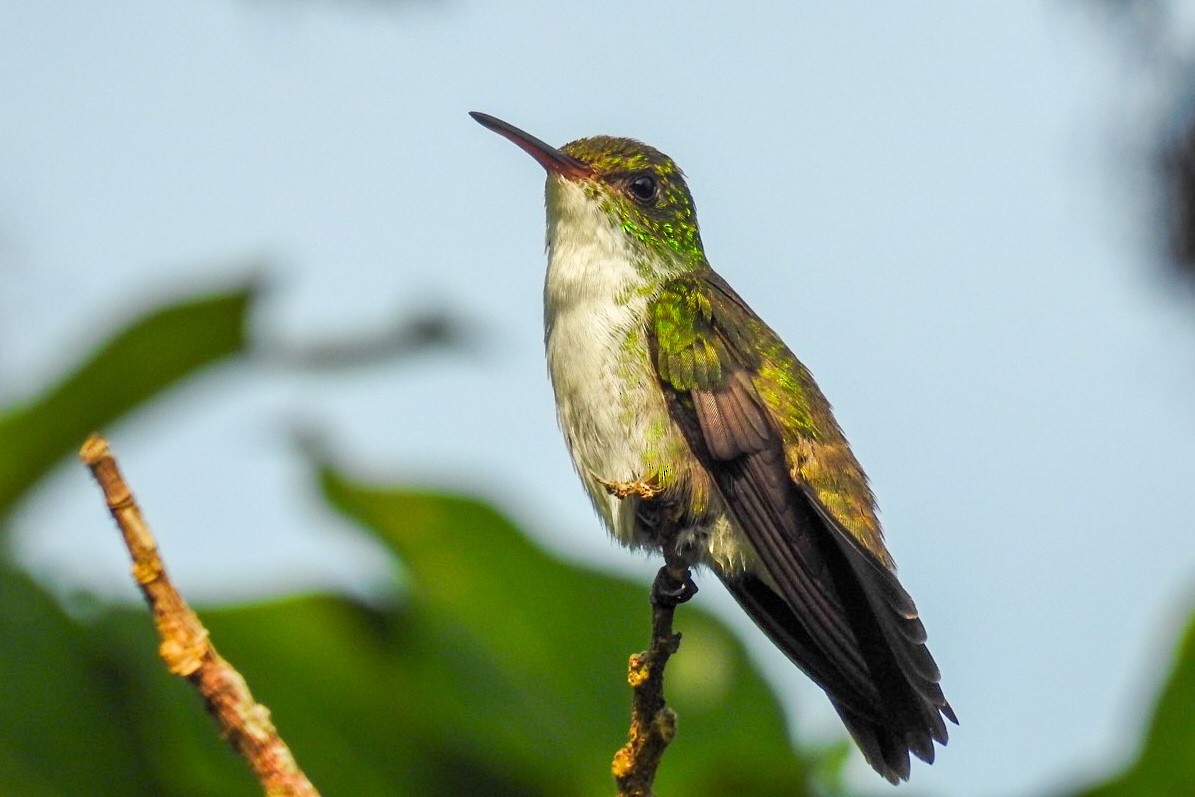 White-bellied Emerald - ML619690837