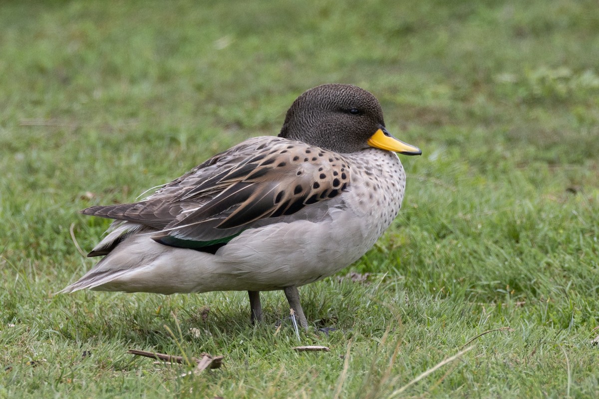 Yellow-billed Teal - Lutz Duerselen