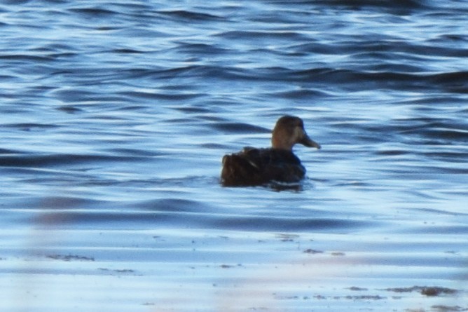 American Black Duck - ML619690848