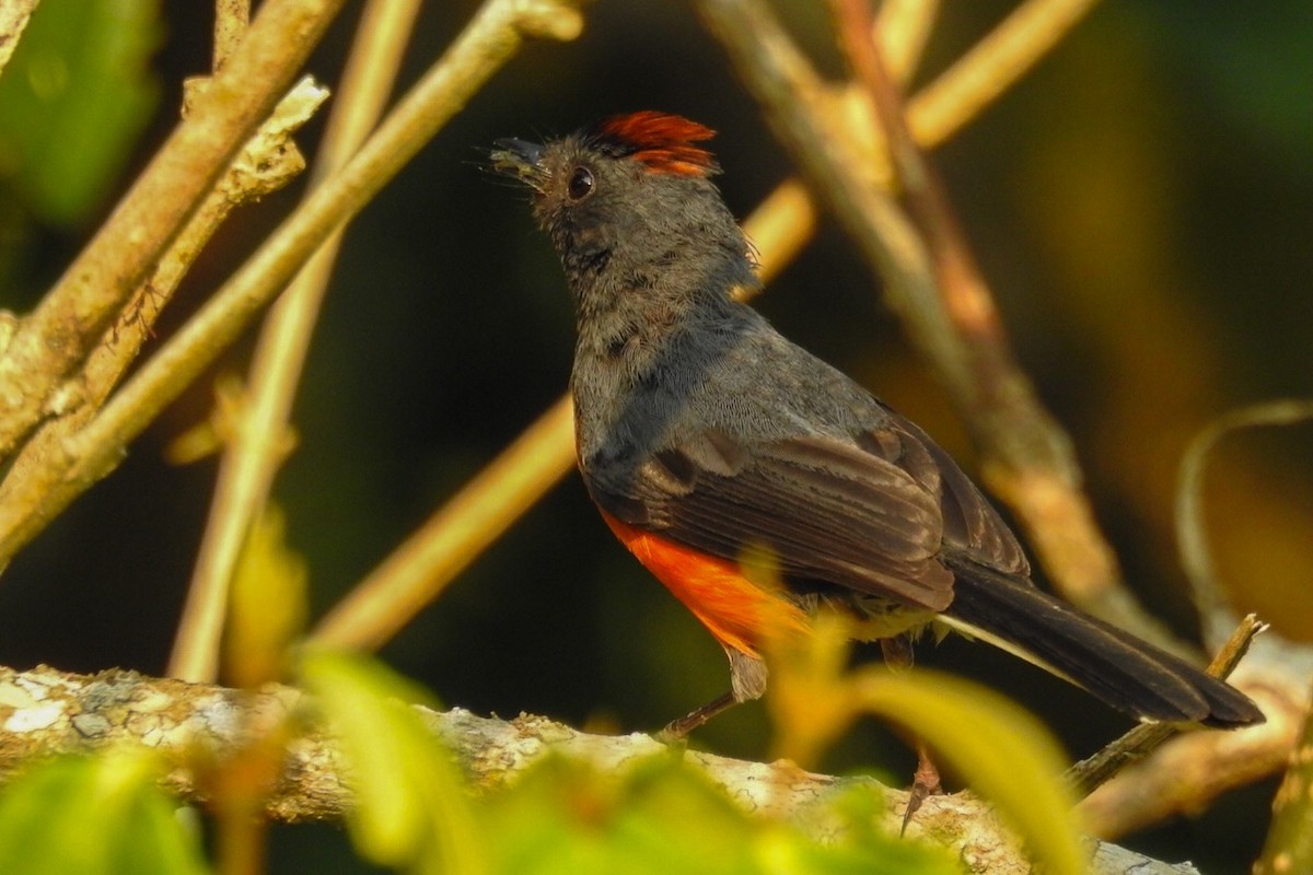 Painted Redstart - Rony Zuniga