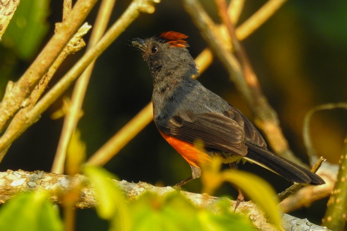 Painted Redstart - ML619690858