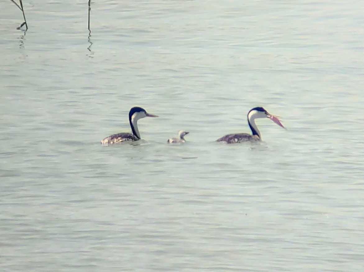 Clark's Grebe - ML619690859