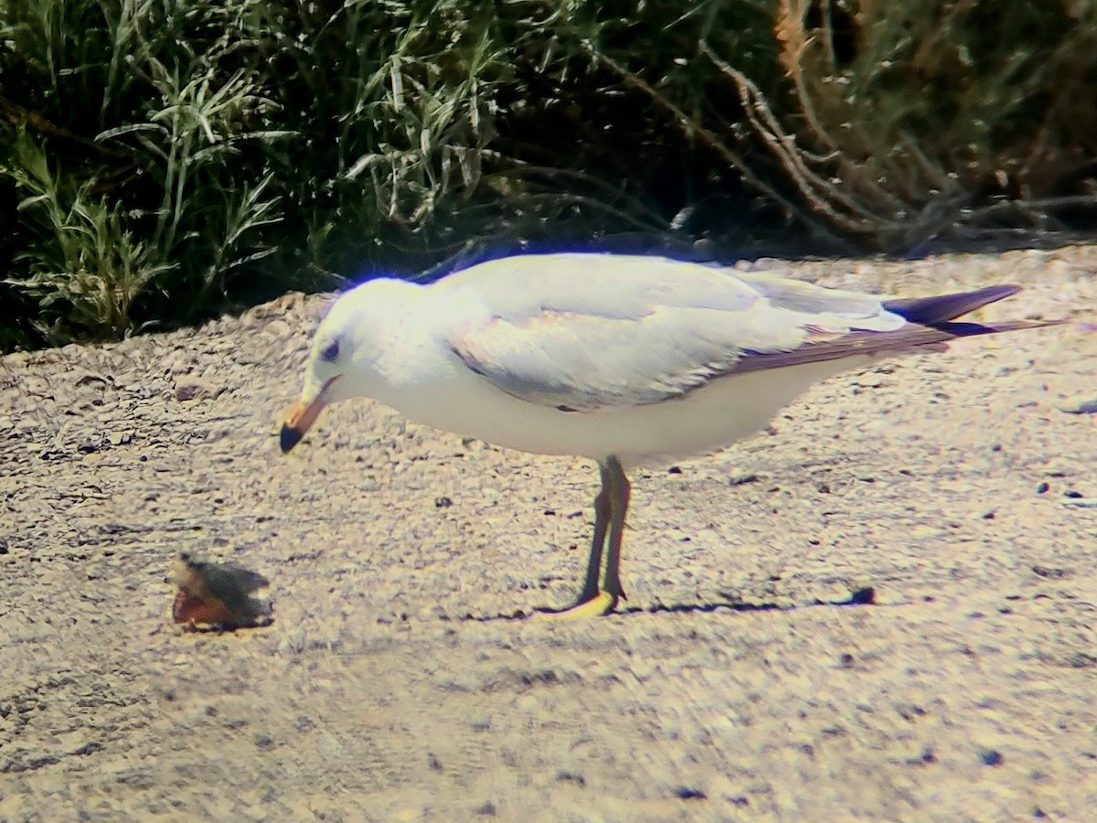 Ring-billed Gull - ML619690873