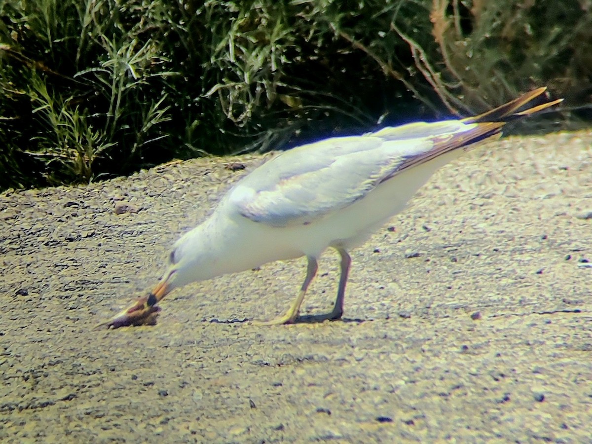 Ring-billed Gull - ML619690874