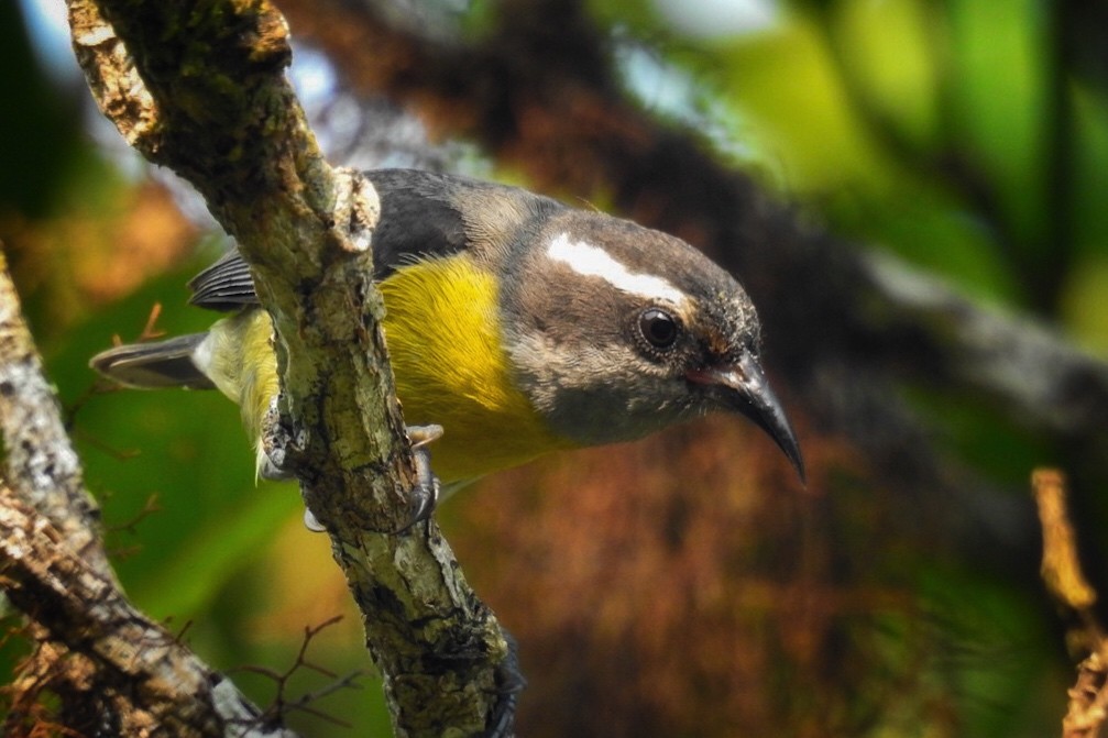 Bananaquit - ML619690883