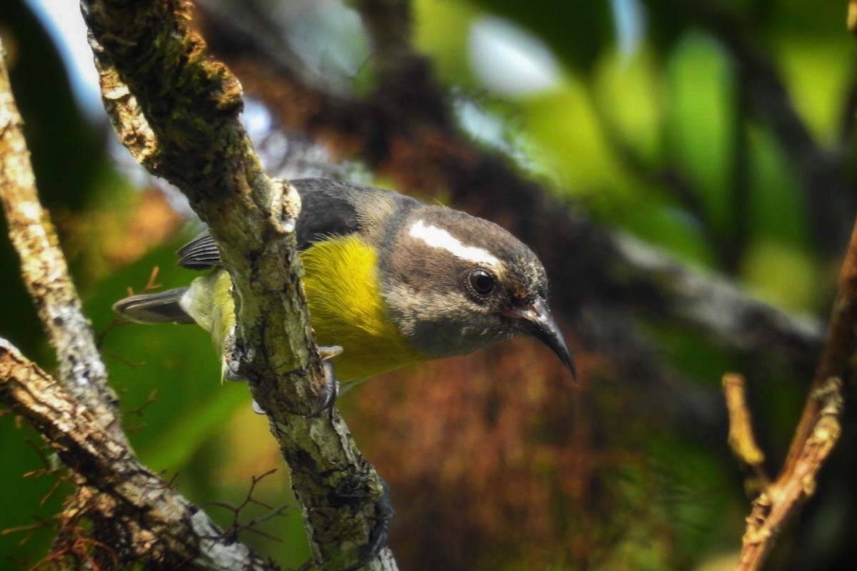 Bananaquit - ML619690885