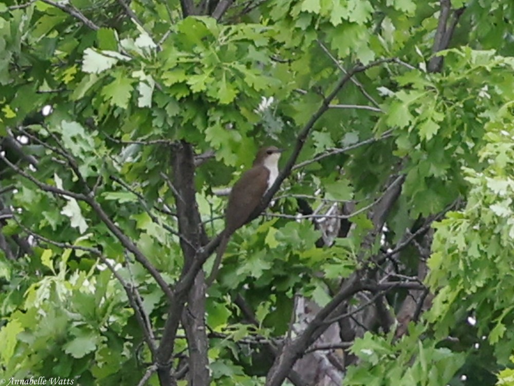 Black-billed Cuckoo - ML619690909