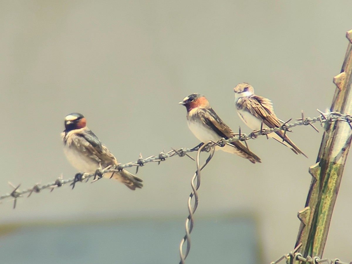 Cliff Swallow - ML619690914