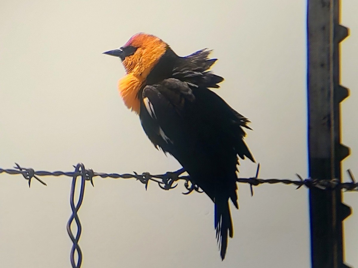 Yellow-headed Blackbird - ML619690934