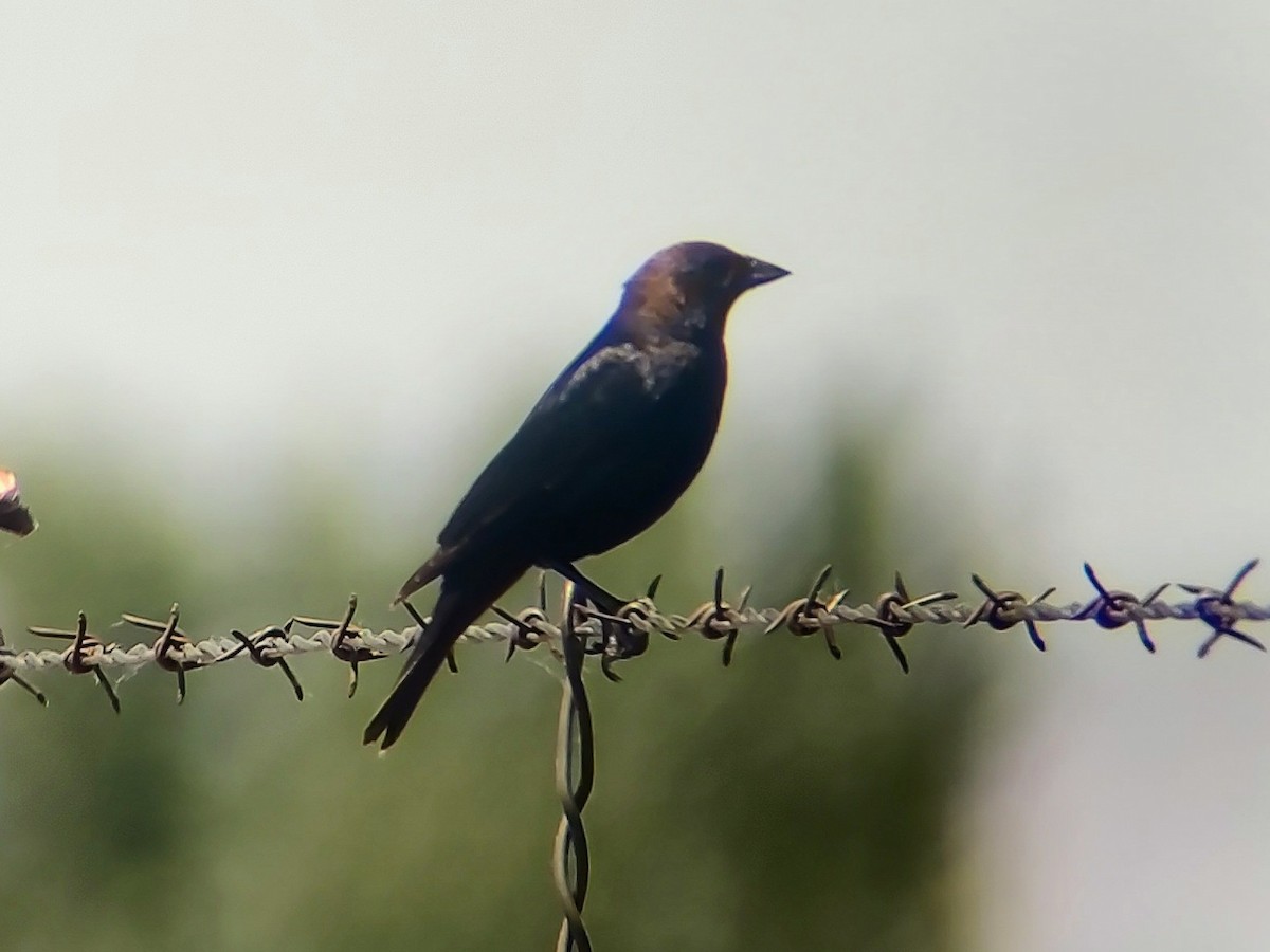 Brown-headed Cowbird - ML619690938