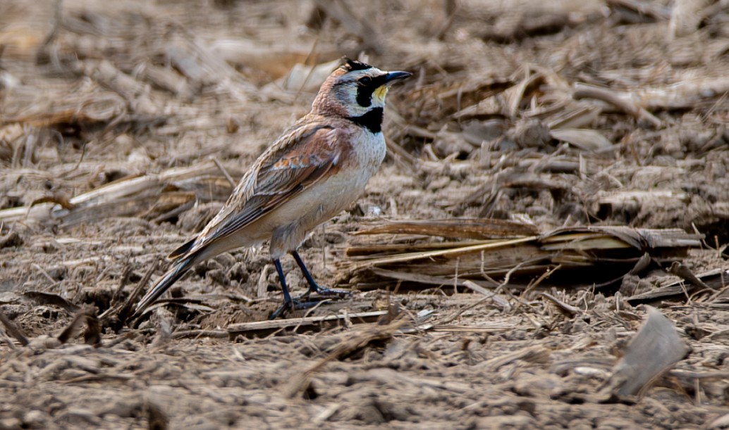 Horned Lark - ML619690953