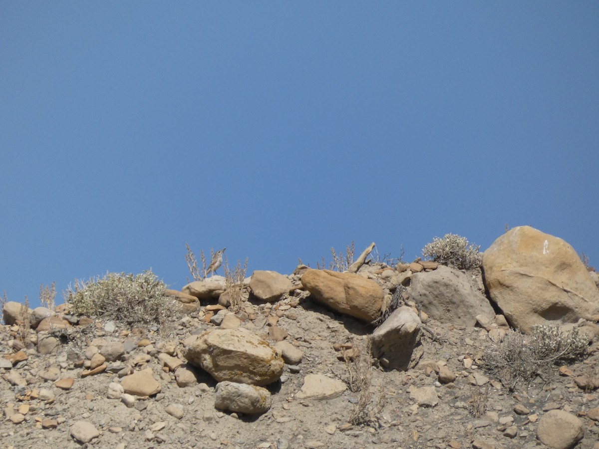 Rock Wren - Wesley McGee