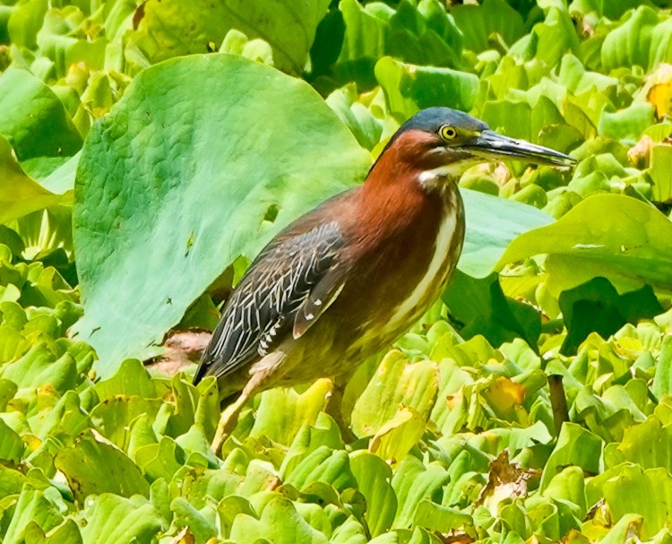 Green Heron - ML619690983