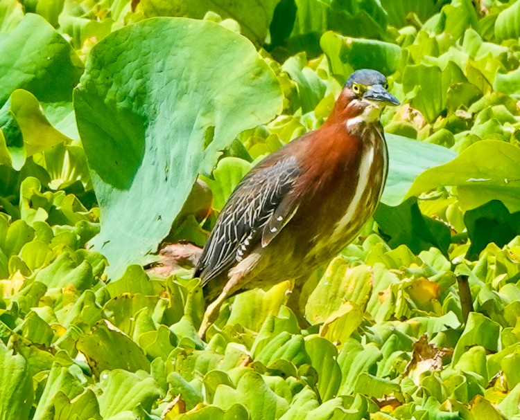 Green Heron - ML619690984