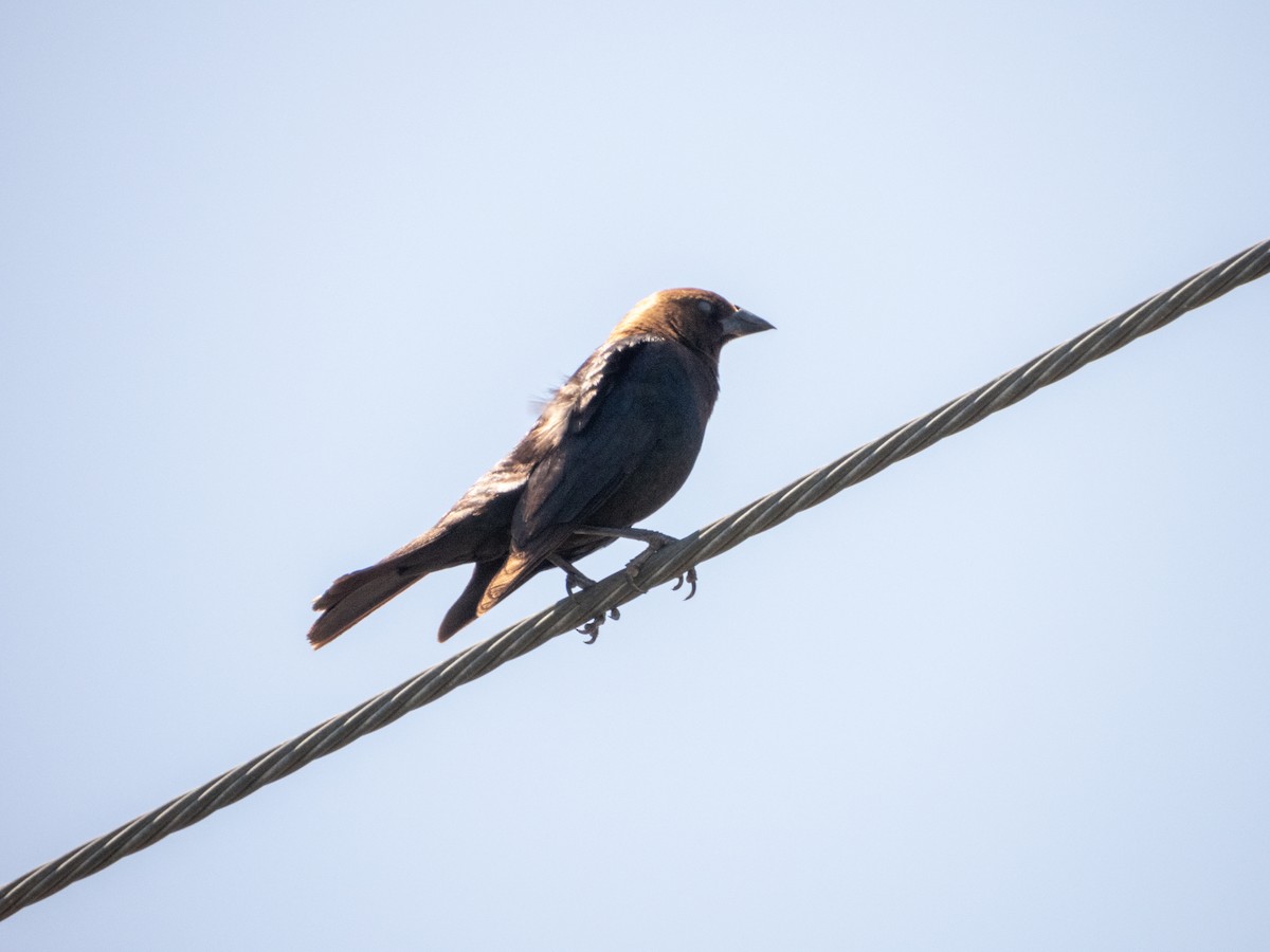 Brown-headed Cowbird - ML619691010