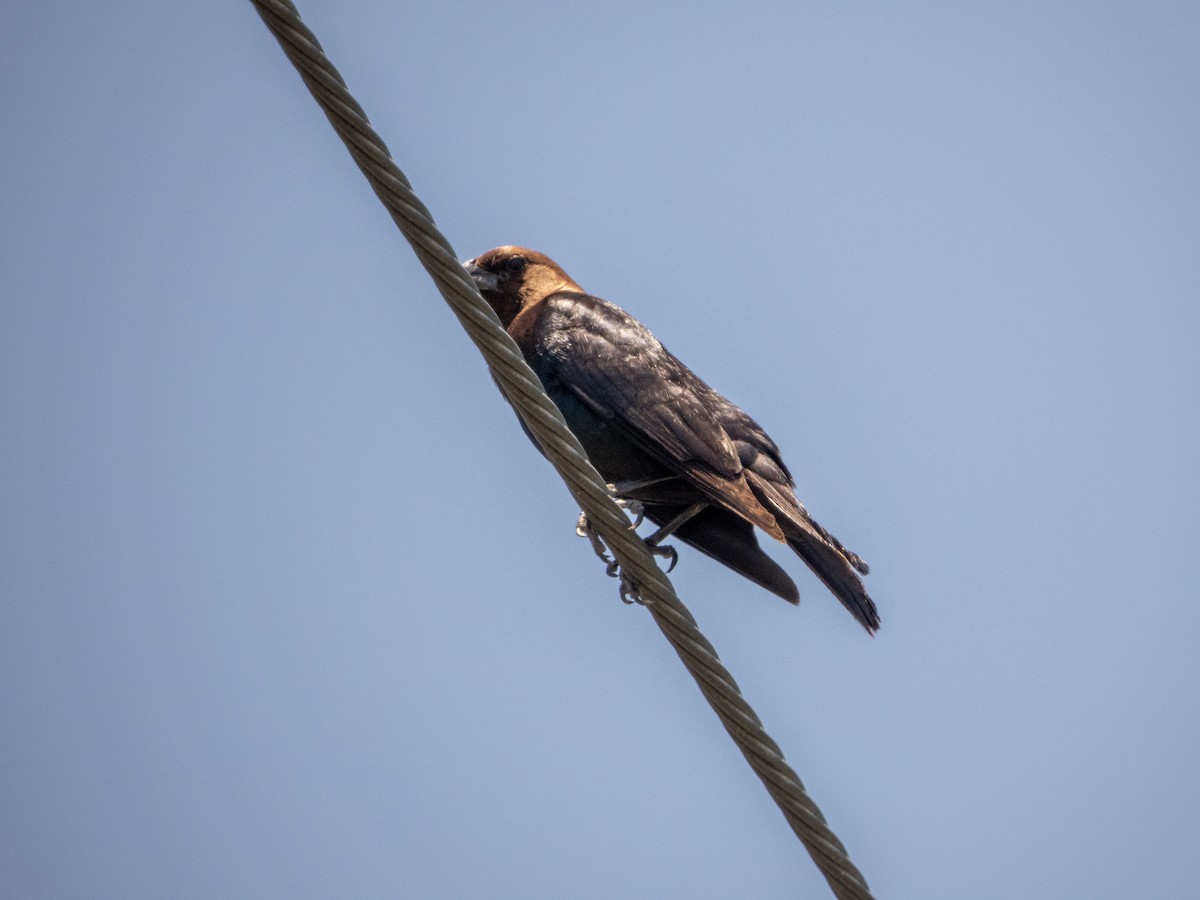 Brown-headed Cowbird - ML619691011