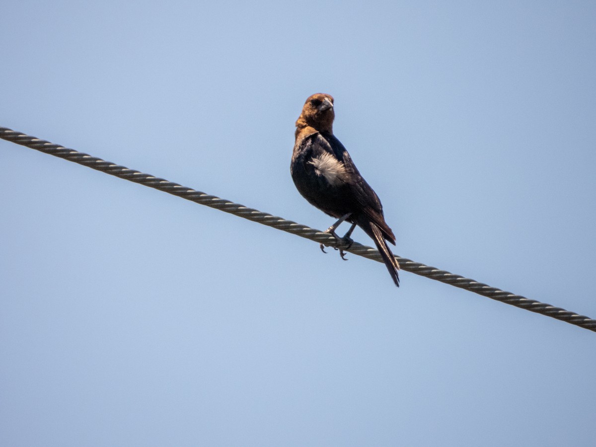 Brown-headed Cowbird - ML619691012