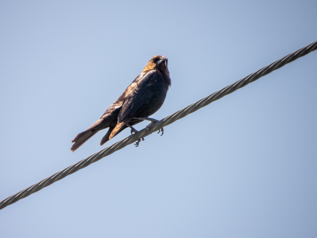 Brown-headed Cowbird - ML619691013