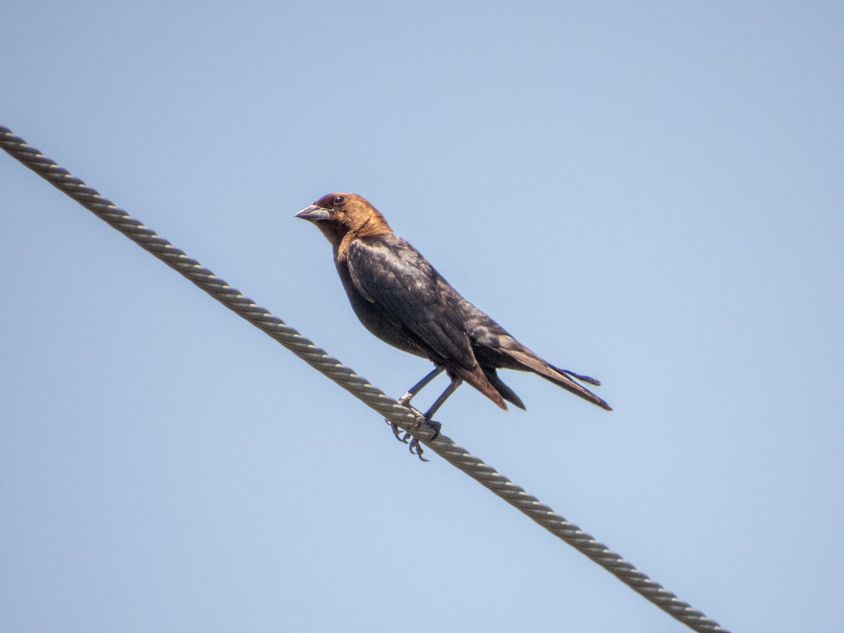 Brown-headed Cowbird - ML619691014