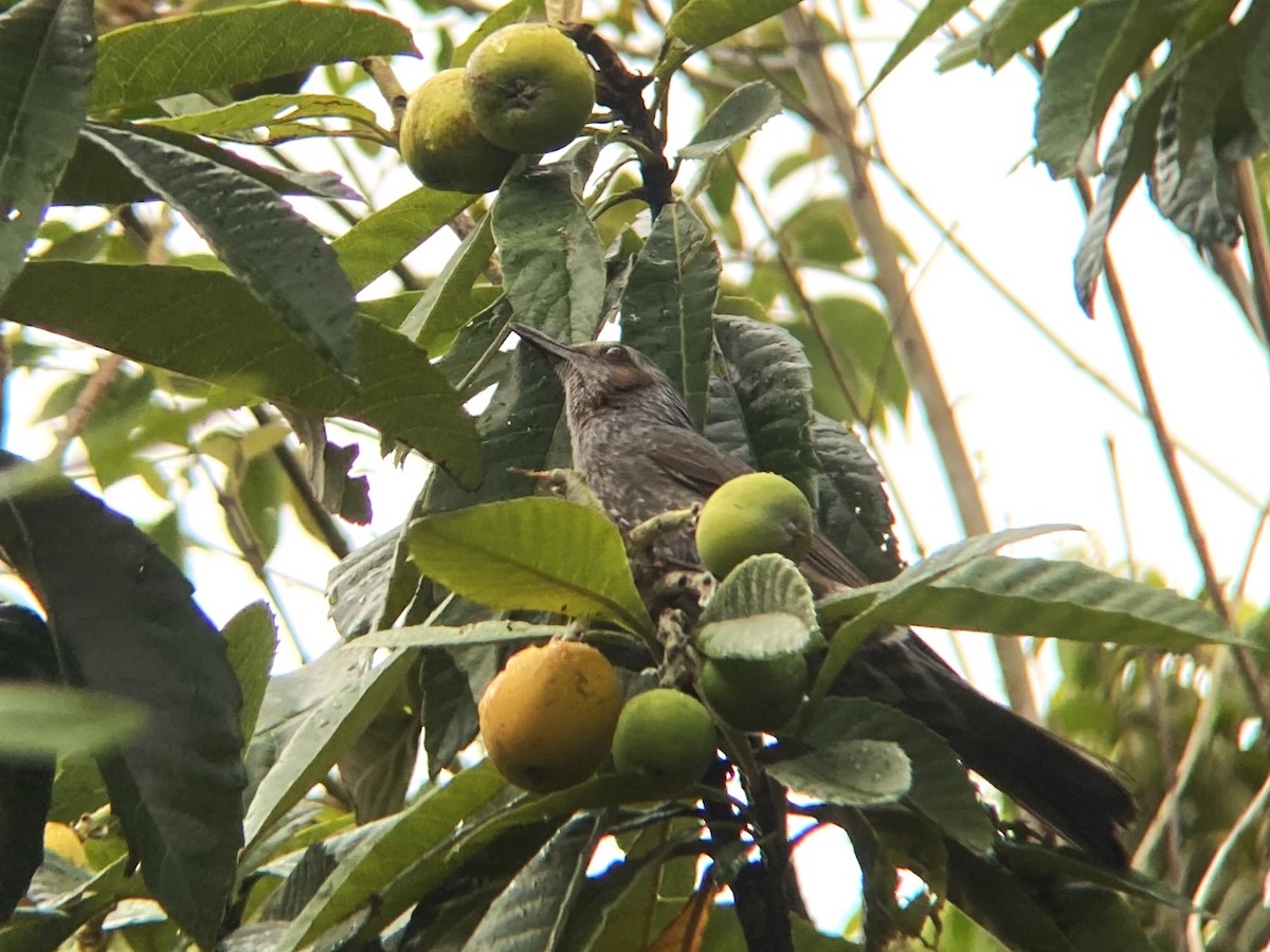 Brown-eared Bulbul - ML619691017