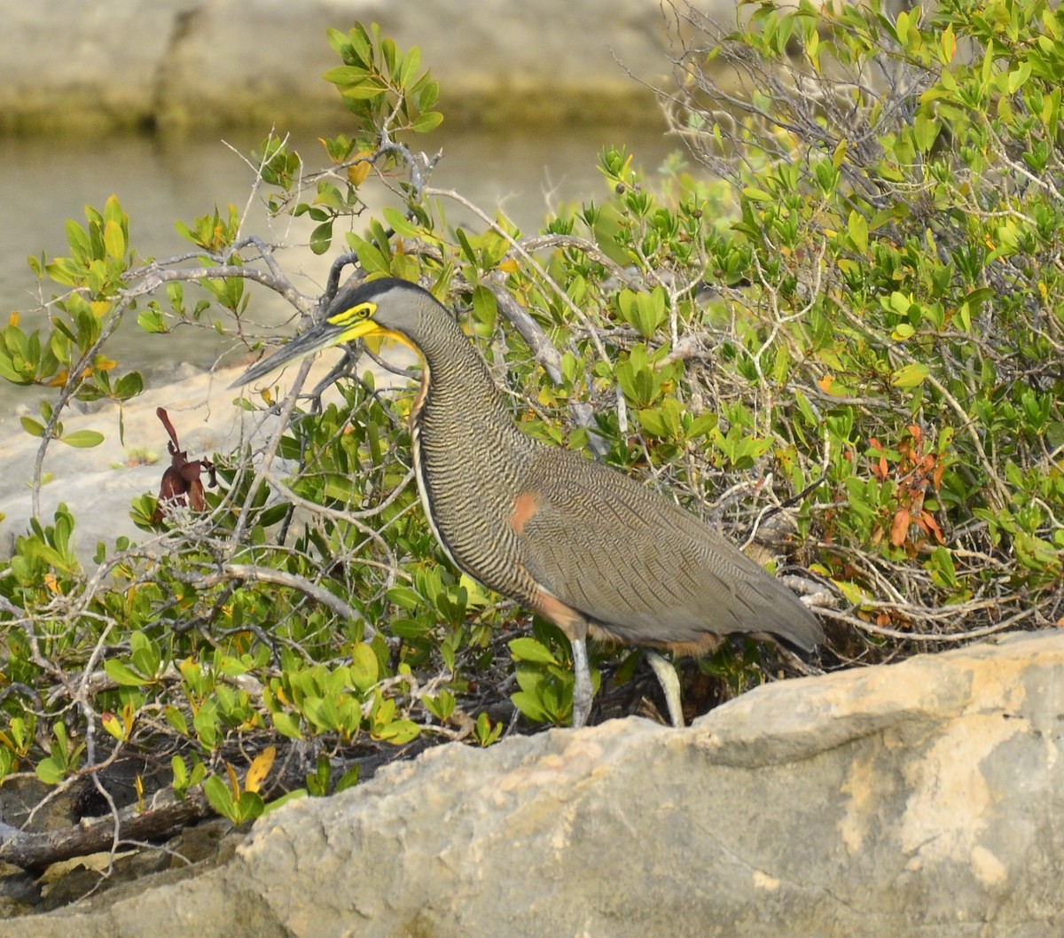 Bare-throated Tiger-Heron - ML619691065