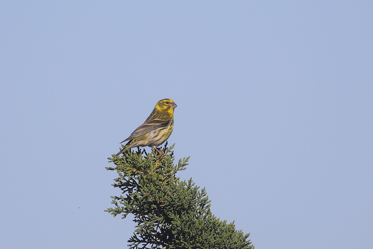 European Serin - ML619691069