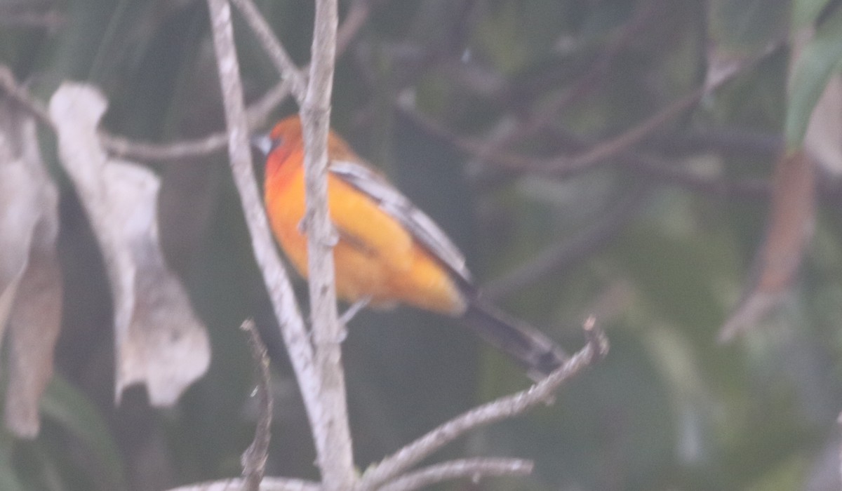 Streak-backed Oriole - ML619691075