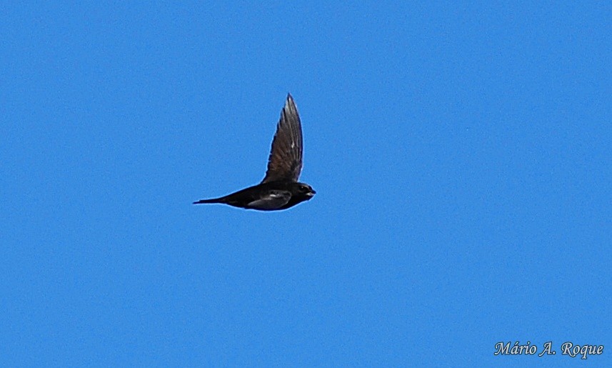 Common Swift - ML619691102